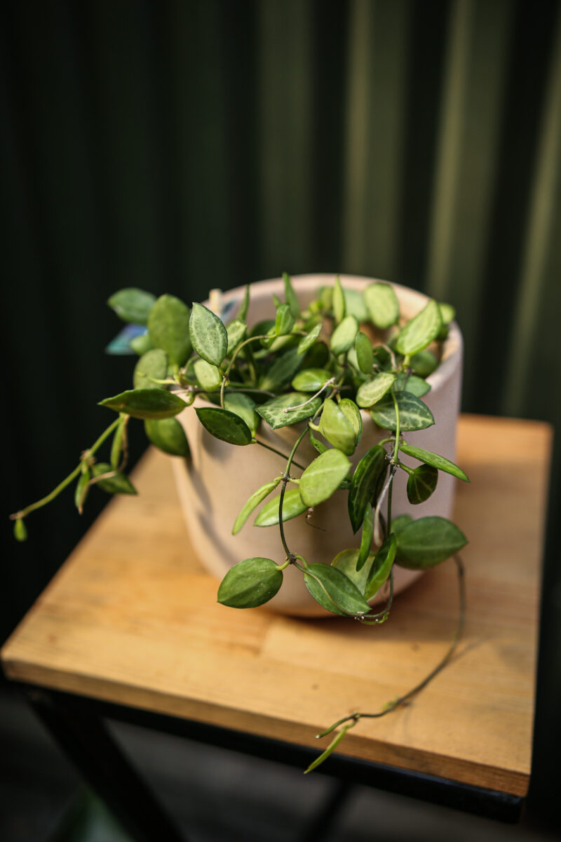 Dischidia ovata ‘Watermelon’ Dischidia ovata ‘Watermelon’