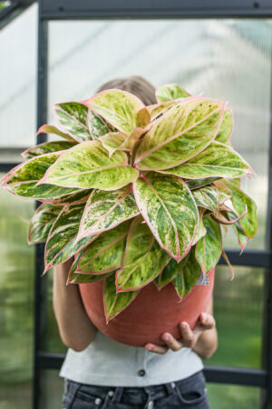 Aglaonema “Salmon Fantasy”