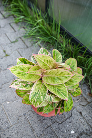 Aglaonema “Salmon Fantasy”