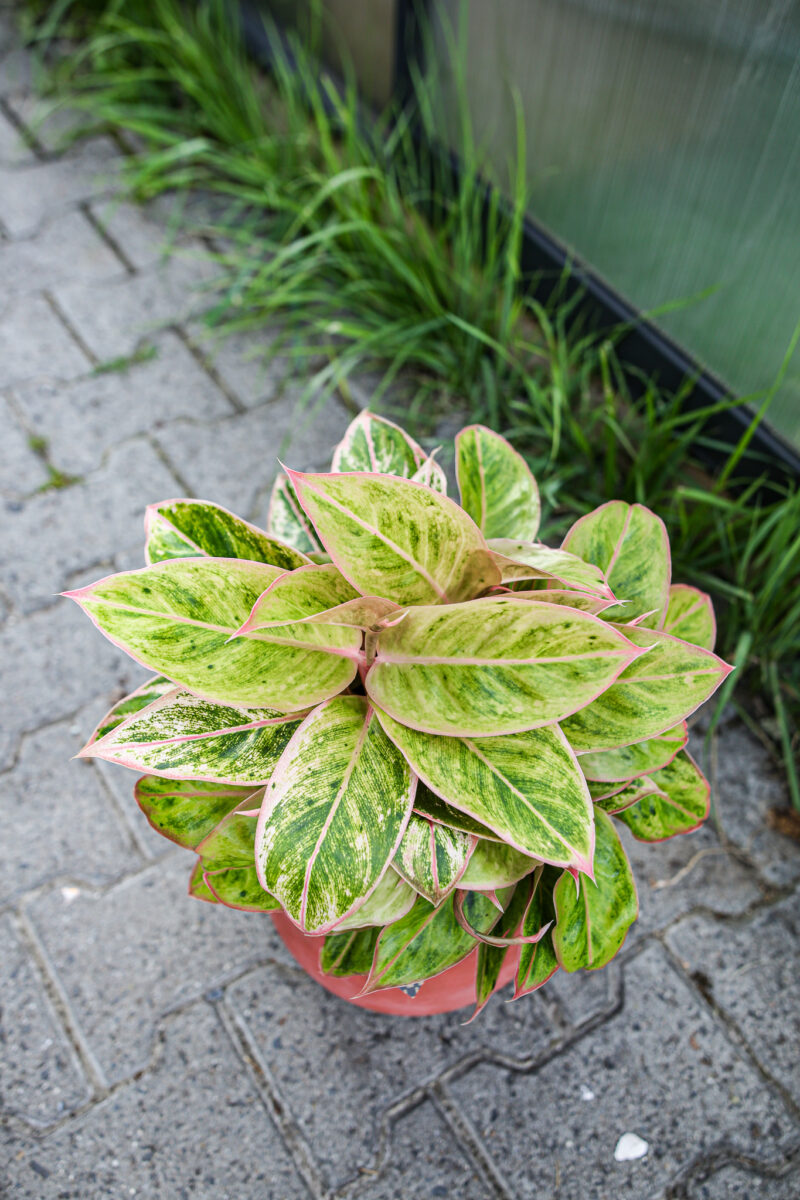 Aglaonema “Salmon Fantasy”