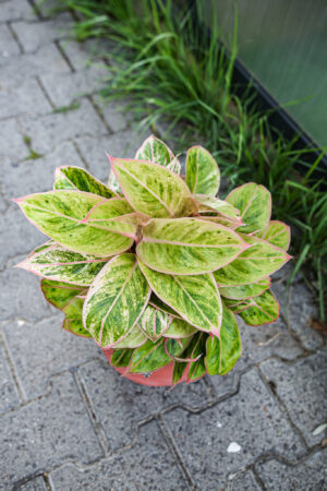 Aglaonema “Salmon Fantasy”