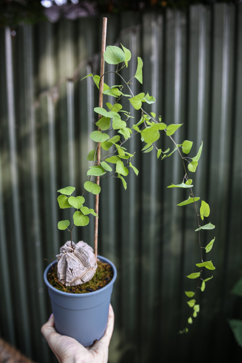 Dioscorea elephantipes ‘Roślina ŻÓŁW’ Dioscorea elephantipes ‘Roślina ŻÓŁW’