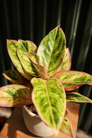 Aglaonema “Salmon Fantasy”