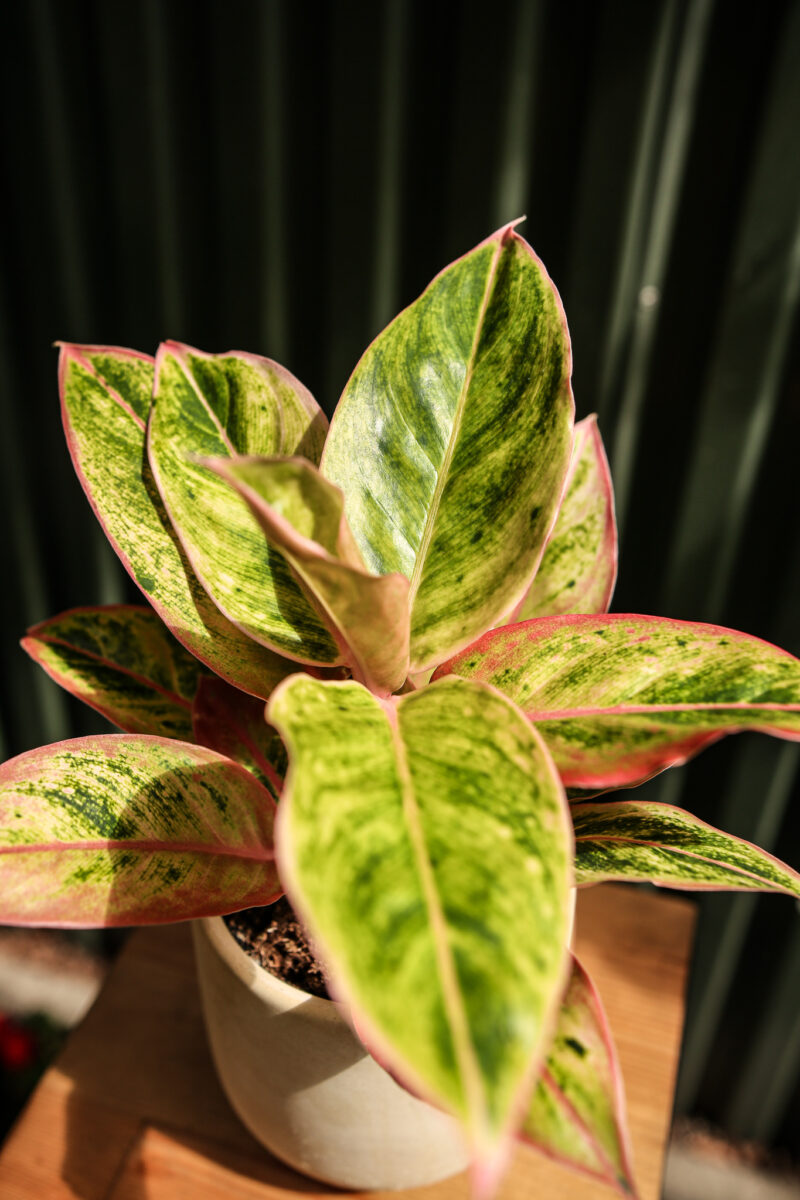 Aglaonema “Salmon Fantasy”