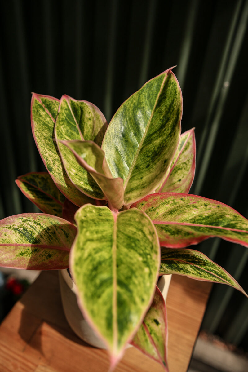 Aglaonema “Salmon Fantasy”