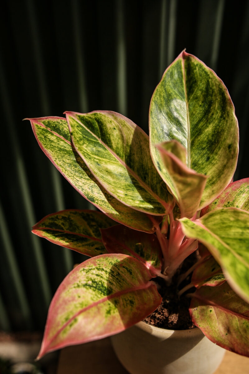 Aglaonema “Salmon Fantasy”