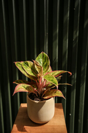 Aglaonema “Salmon Fantasy”