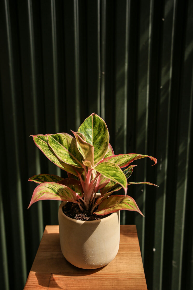 Aglaonema “Salmon Fantasy”