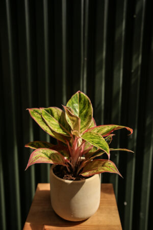 Aglaonema “Salmon Fantasy”