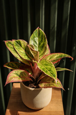 Aglaonema “Salmon Fantasy”