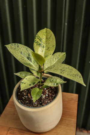 Ficus elastica ‘Moonshine’ Shivereana