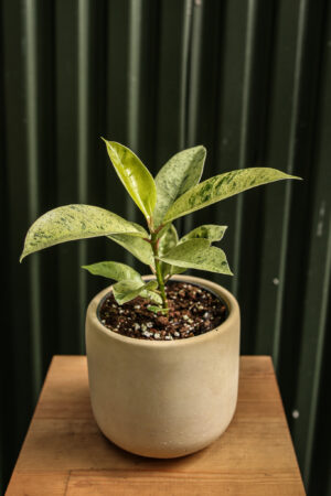 Ficus elastica ‘Moonshine’ Shivereana