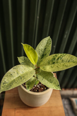 Ficus elastica ‘Moonshine’ Shivereana