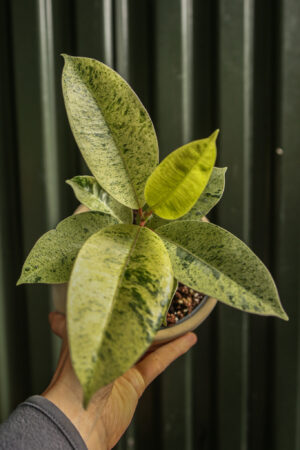 Ficus elastica ‘Moonshine’ Shivereana