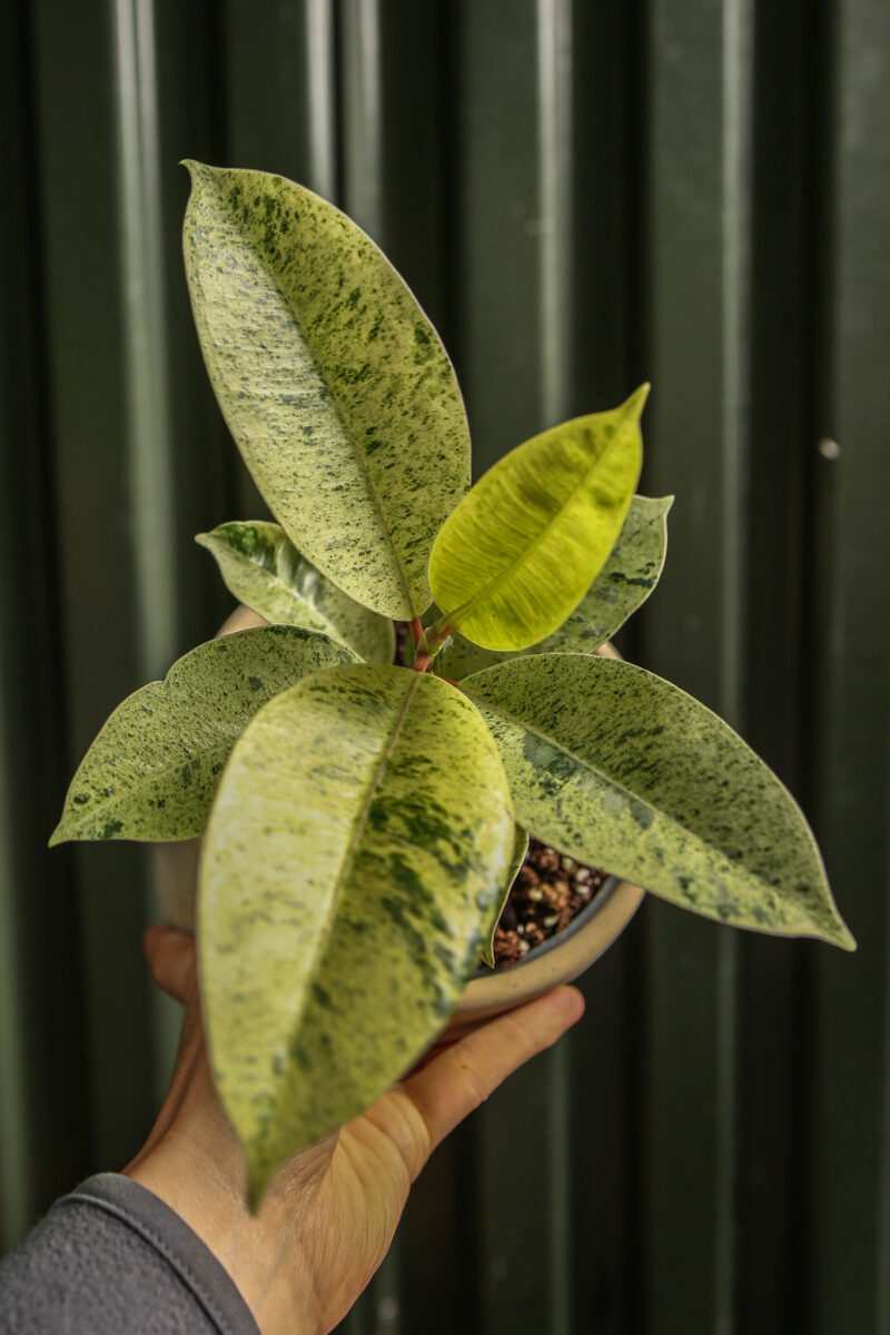 Ficus elastica ‘Moonshine’ Shivereana