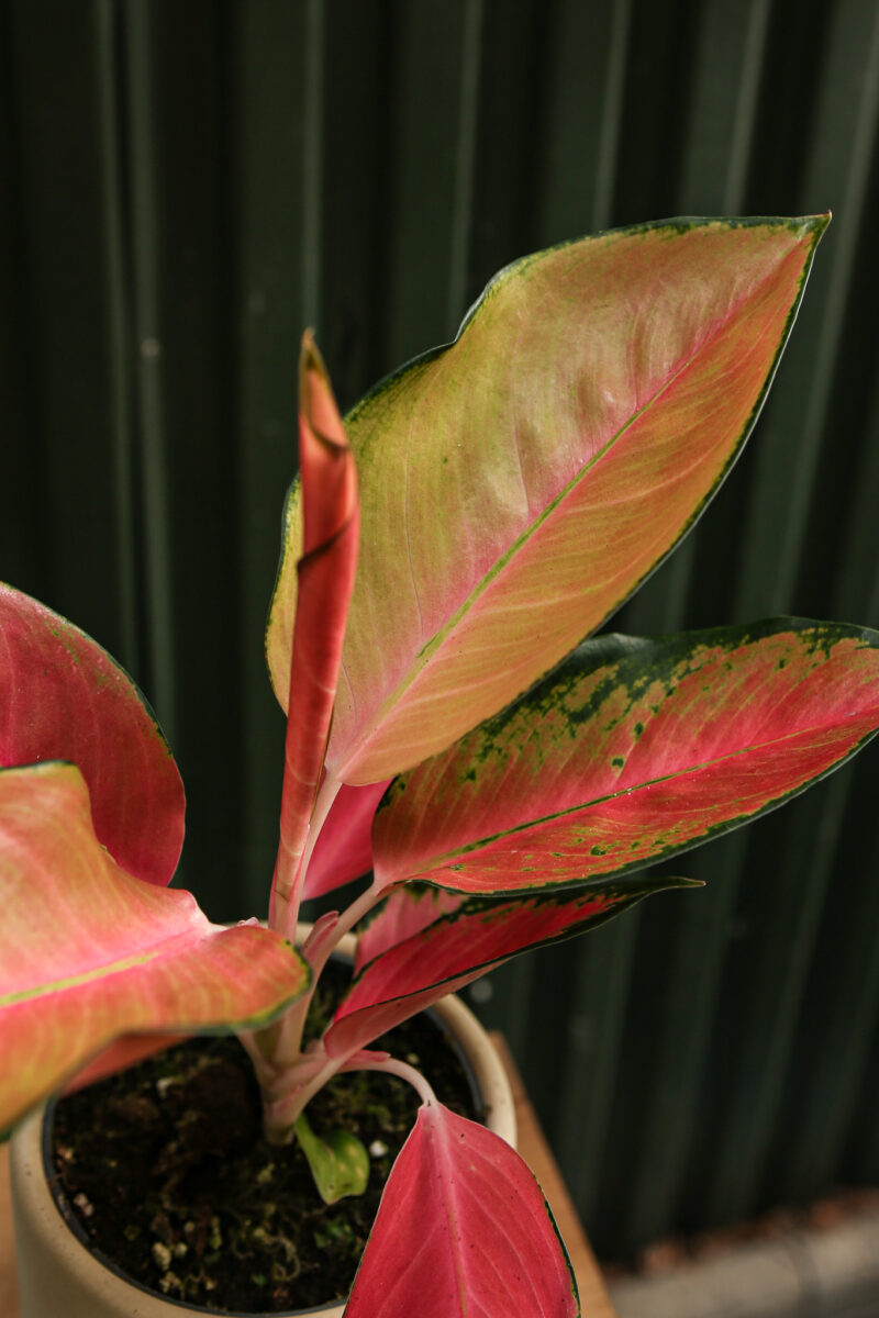 Aglaonema ‘Orange Explosion’ Aglaonema ‘Orange Explosion’