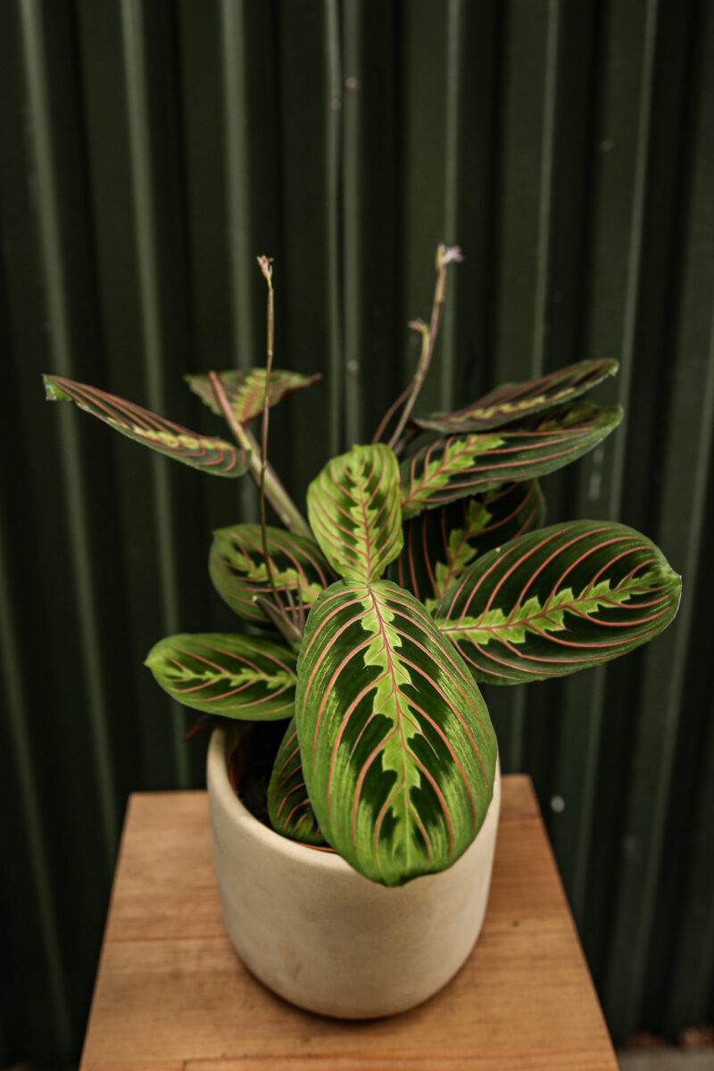 Maranta leuconeura ‘Fascinator Tricolor’ Maranta leuconeura ‘Fascinator Tricolor’
