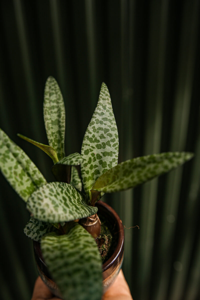 Ledebouria socialis ‘Scilla violacea’ Ledebouria socialis ‘Scilla violacea’