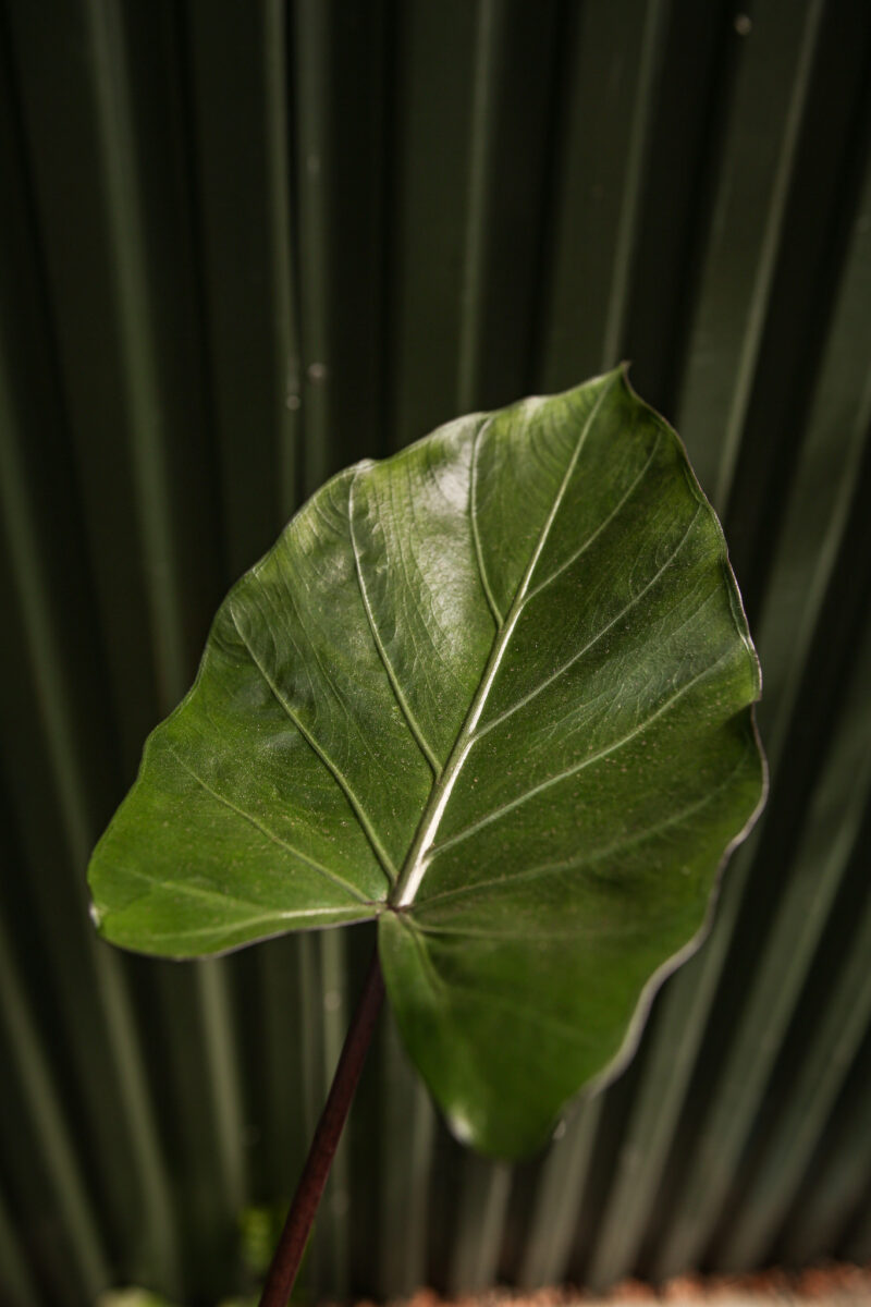 Alocasia Metalhead Alocasia Metalhead