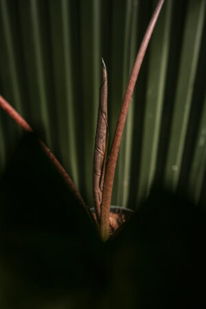 Alocasia Metalhead