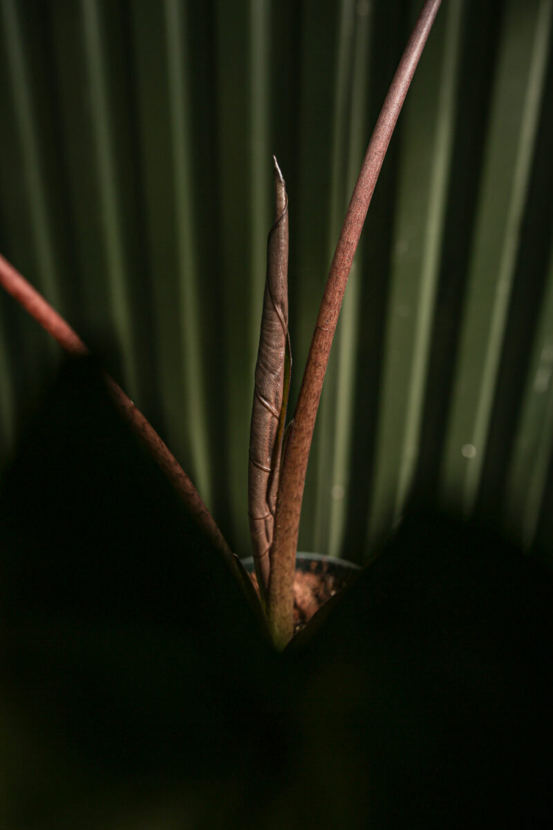 Alocasia Metalhead