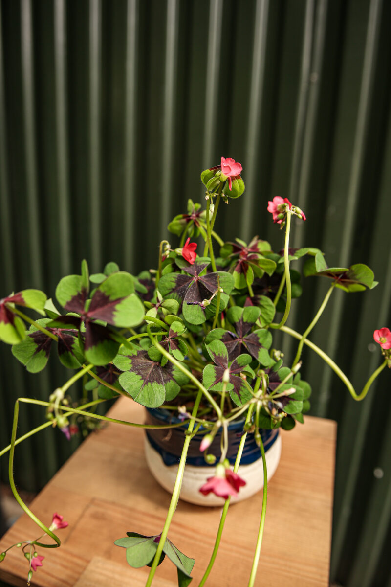 Oxalis Deppie