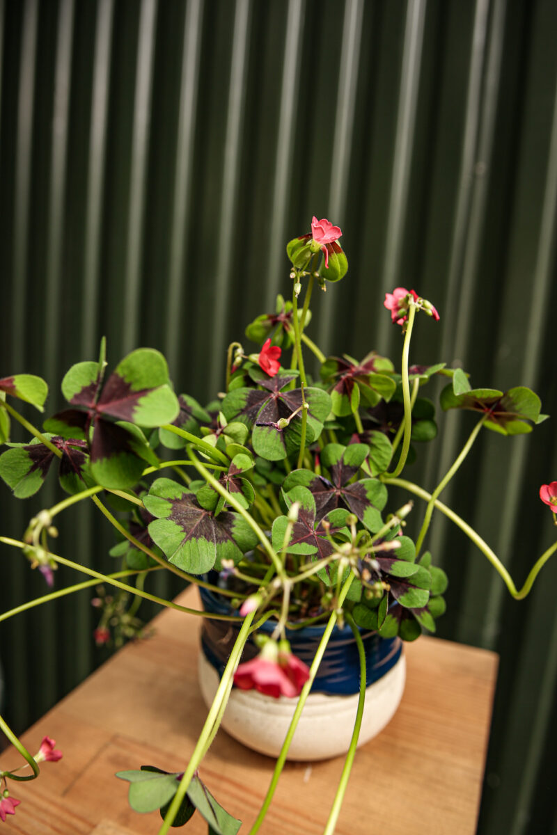 Oxalis Deppie
