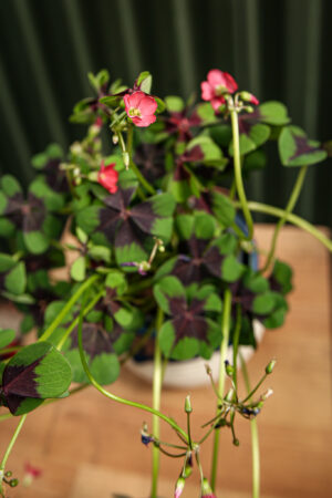 Oxalis Deppie