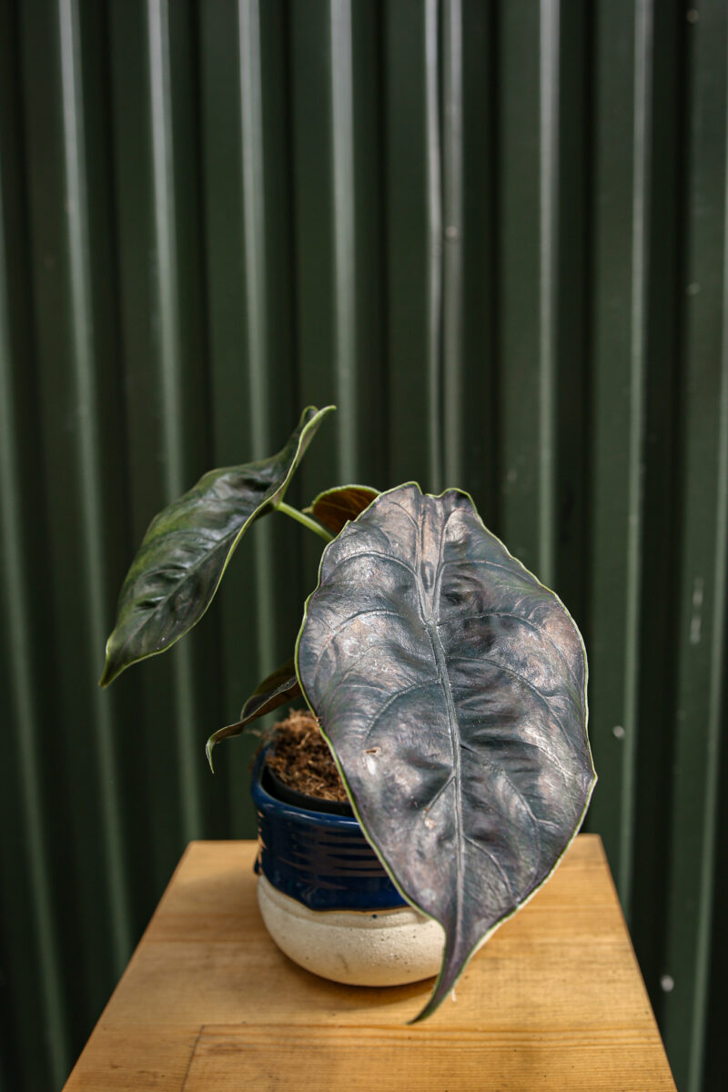 Alocasia Azlanii