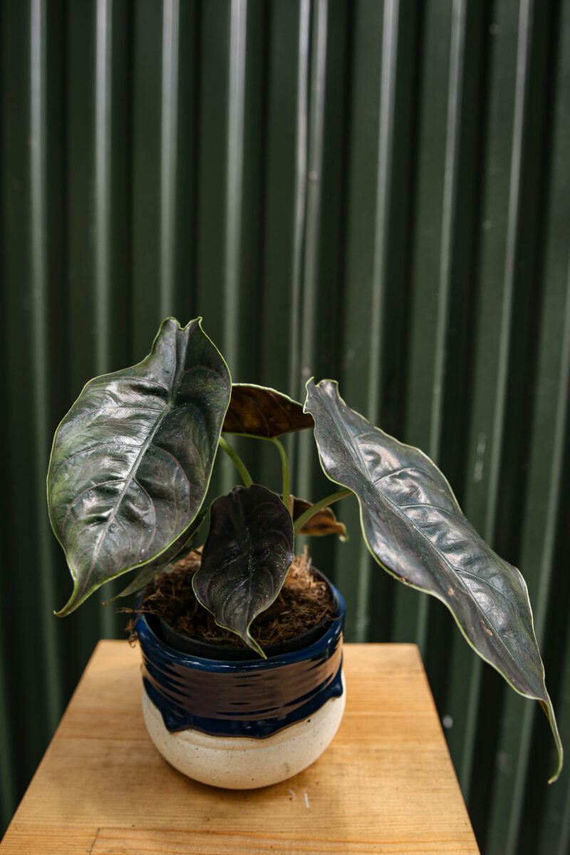 Alocasia Azlanii