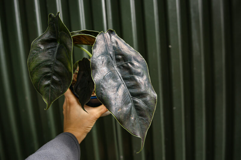 Alocasia Azlanii