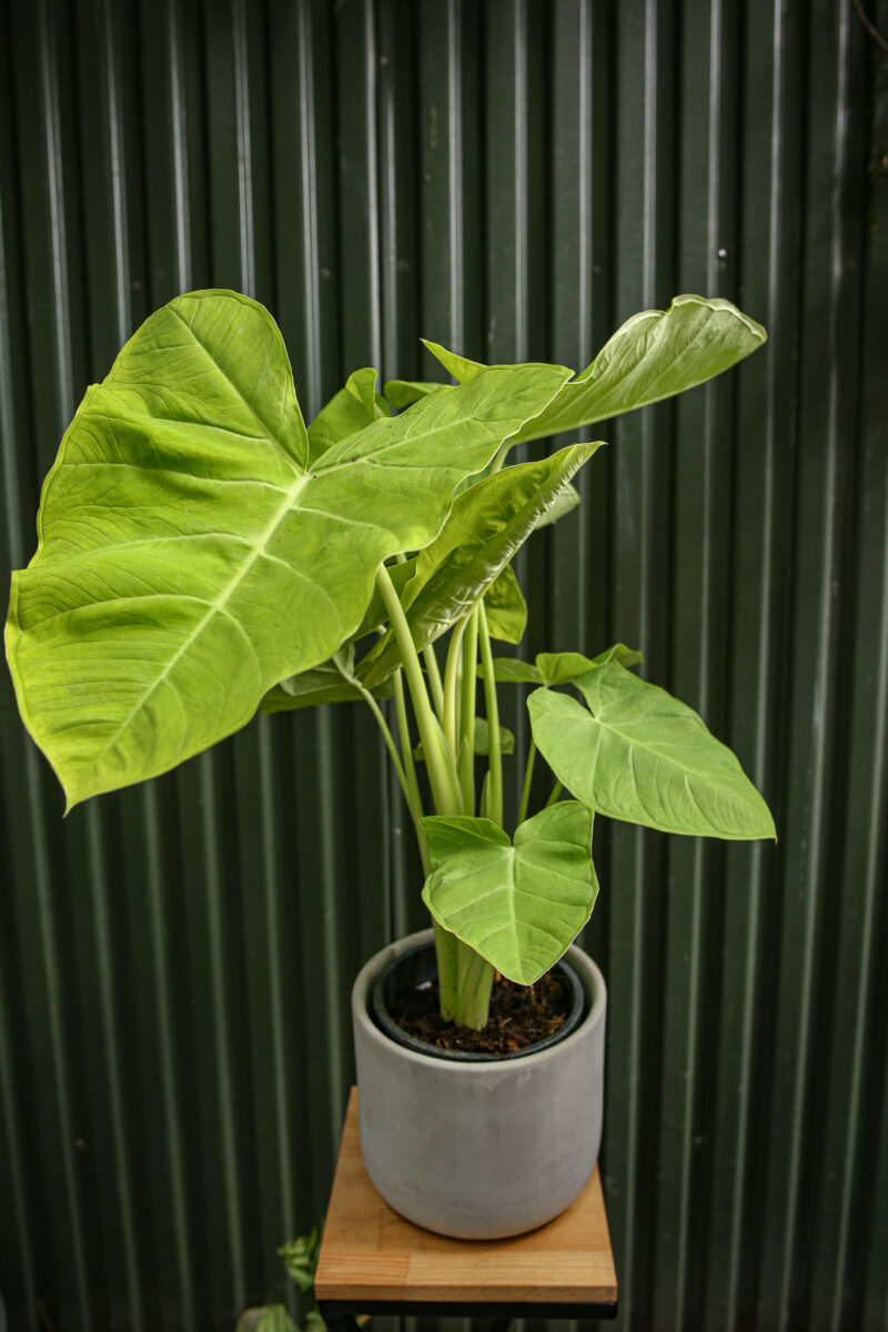 Xanthosoma Lime