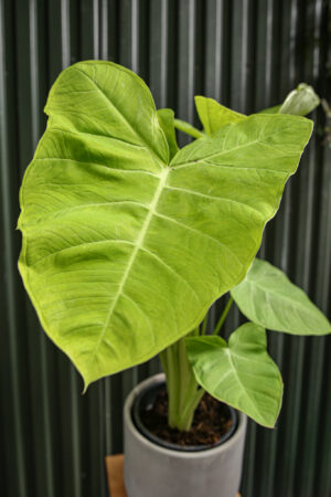 Xanthosoma Lime