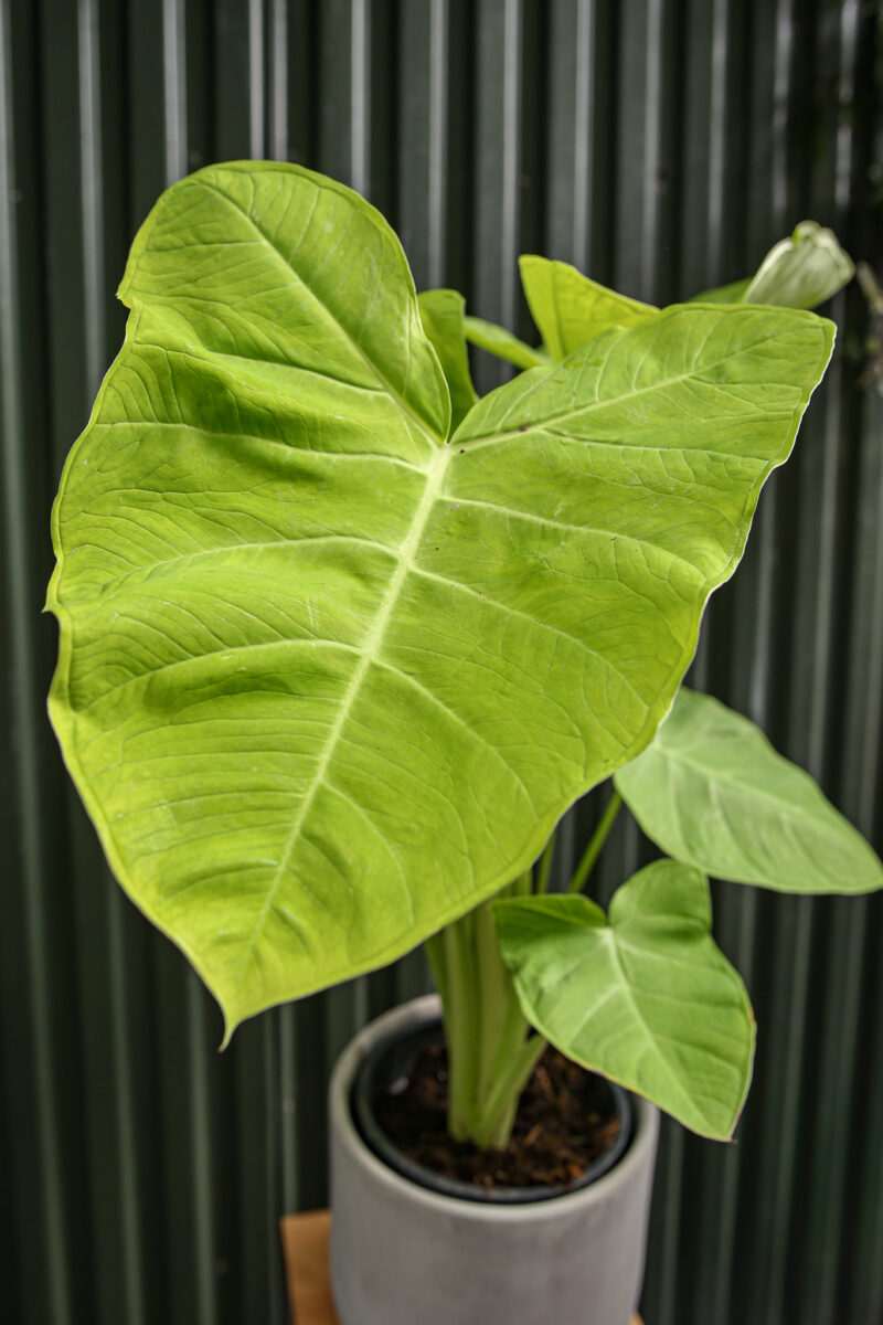 Xanthosoma Lime