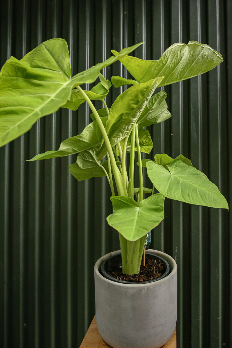 Xanthosoma Lime
