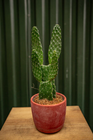 Opuncja Rubescens