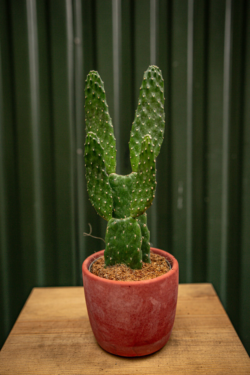 Opuncja Rubescens