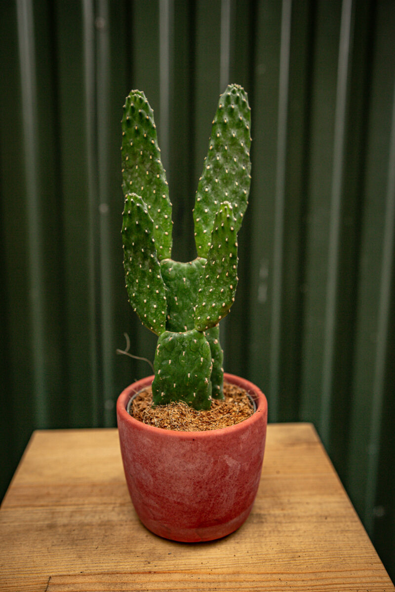 Opuncja Rubescens