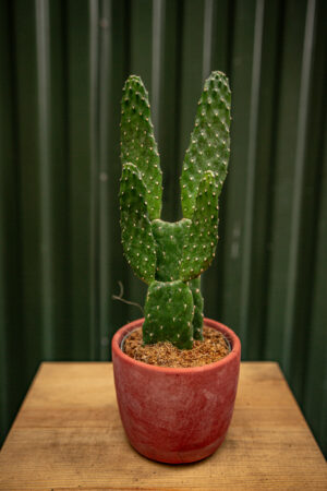 Opuncja Rubescens
