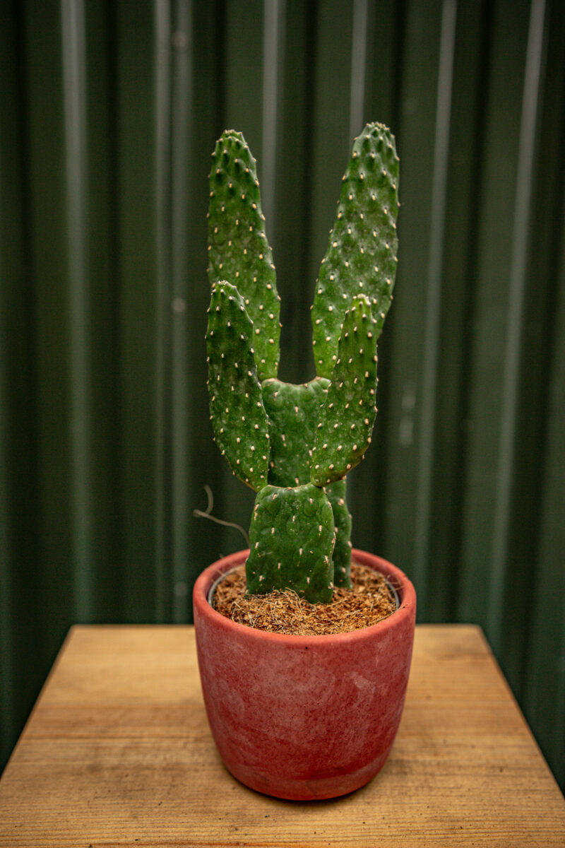 Opuncja Rubescens