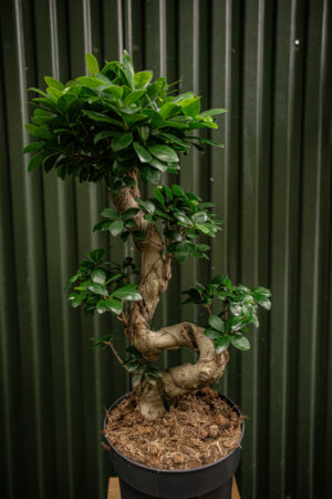 Ficus microcarpa ‘Compacta’ Bonsai