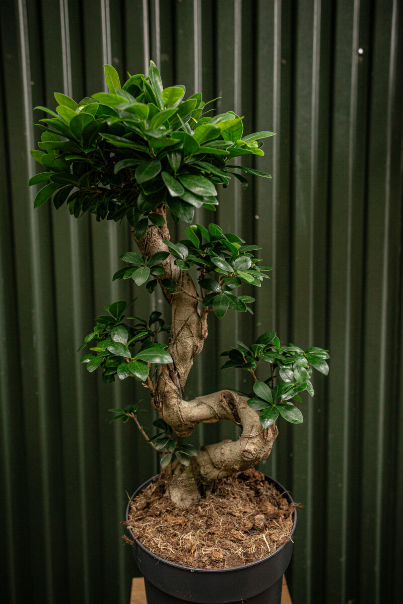 Ficus microcarpa ‘Compacta’ Bonsai