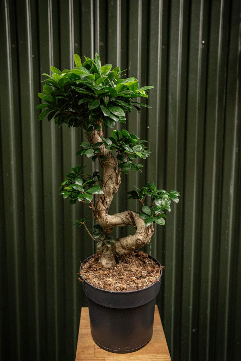 Ficus microcarpa ‘Compacta’ Bonsai Ficus microcarpa ‘Compacta’ Bonsai