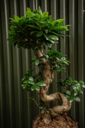 Ficus microcarpa ‘Compacta’ Bonsai