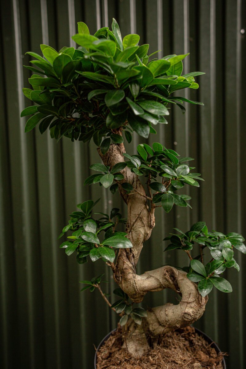Ficus microcarpa ‘Compacta’ Bonsai