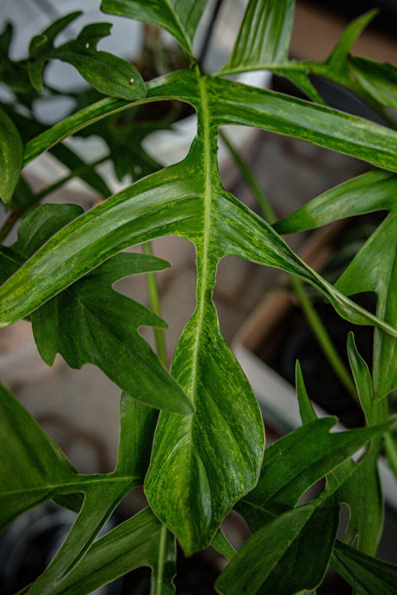 Philodendron “Glad Hands” Philodendron “Glad Hands”