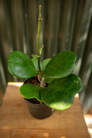 Hoya Kerrii