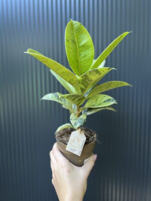 Ficus elastica ‘Moonshine’ Shivereana