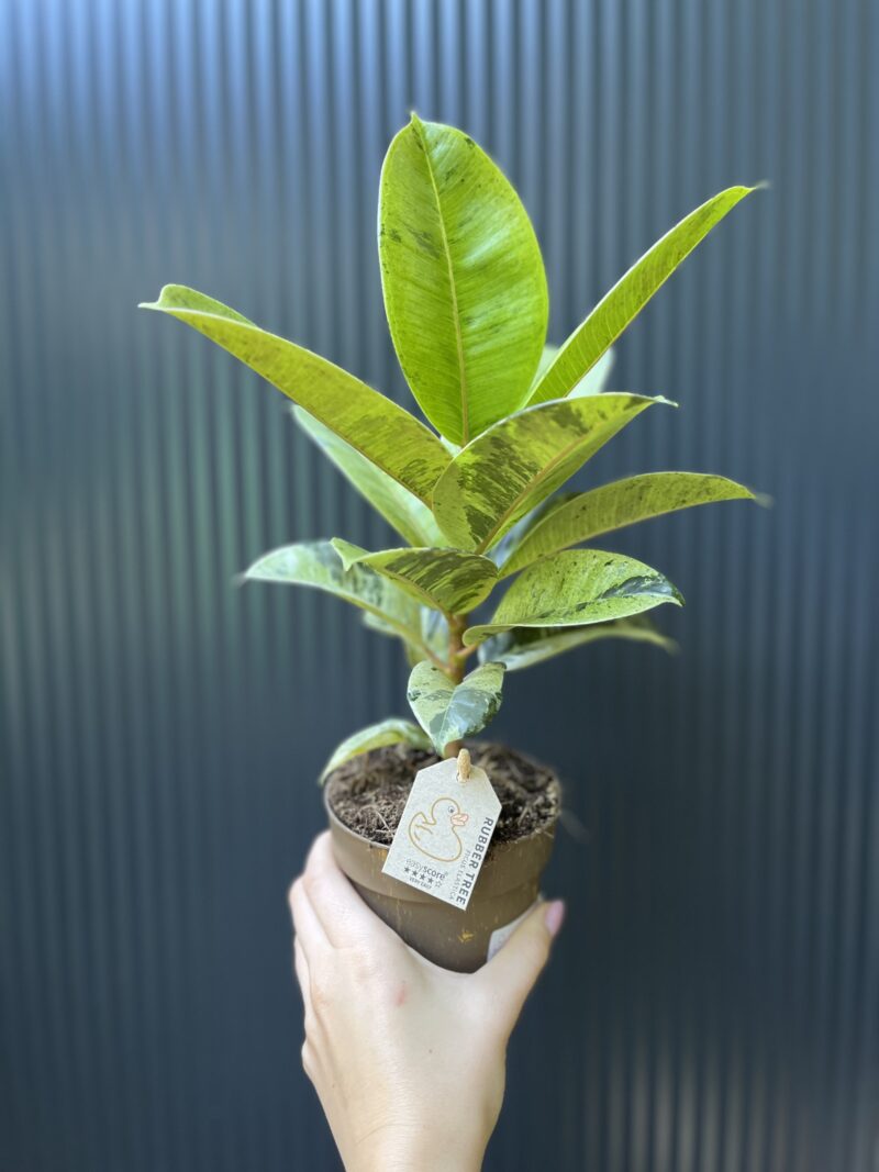 Ficus elastica ‘Moonshine’ Shivereana