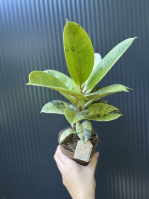 Ficus elastica ‘Moonshine’ Shivereana